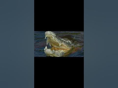 Eaten Alive By A Crocodile - YouTube