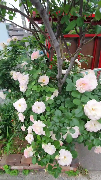 White Rose in Japan 🇯🇵. So big and beautiful 🤩 #japan#naturelovers #japannature #rose