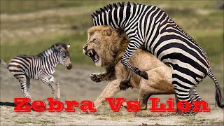 Zebra Kicks Lion - Ngựa Vằn tung cước đá vỡ mồm Sư Tử giải cứu ngựa con || Boys-vlog
