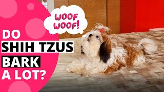 Do Shih Tzu Bark a Lot (How Much and How to Stop)