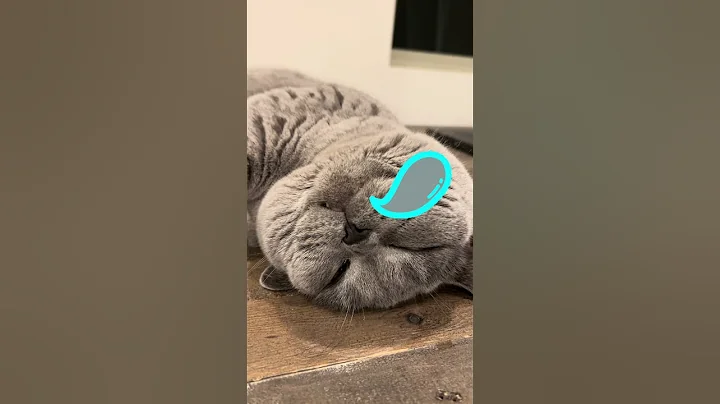 Video 3963501: british shorthair blue boy, britishshorthair cat, cat sleeping