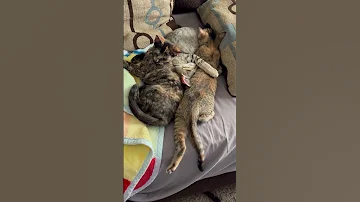 June 12 2025 Sleepy Kittens 