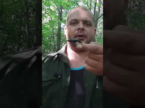 Видео: Почему мухи-олени кусают людей?