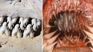 15 Strangest Teeth In The Animal Kingdom