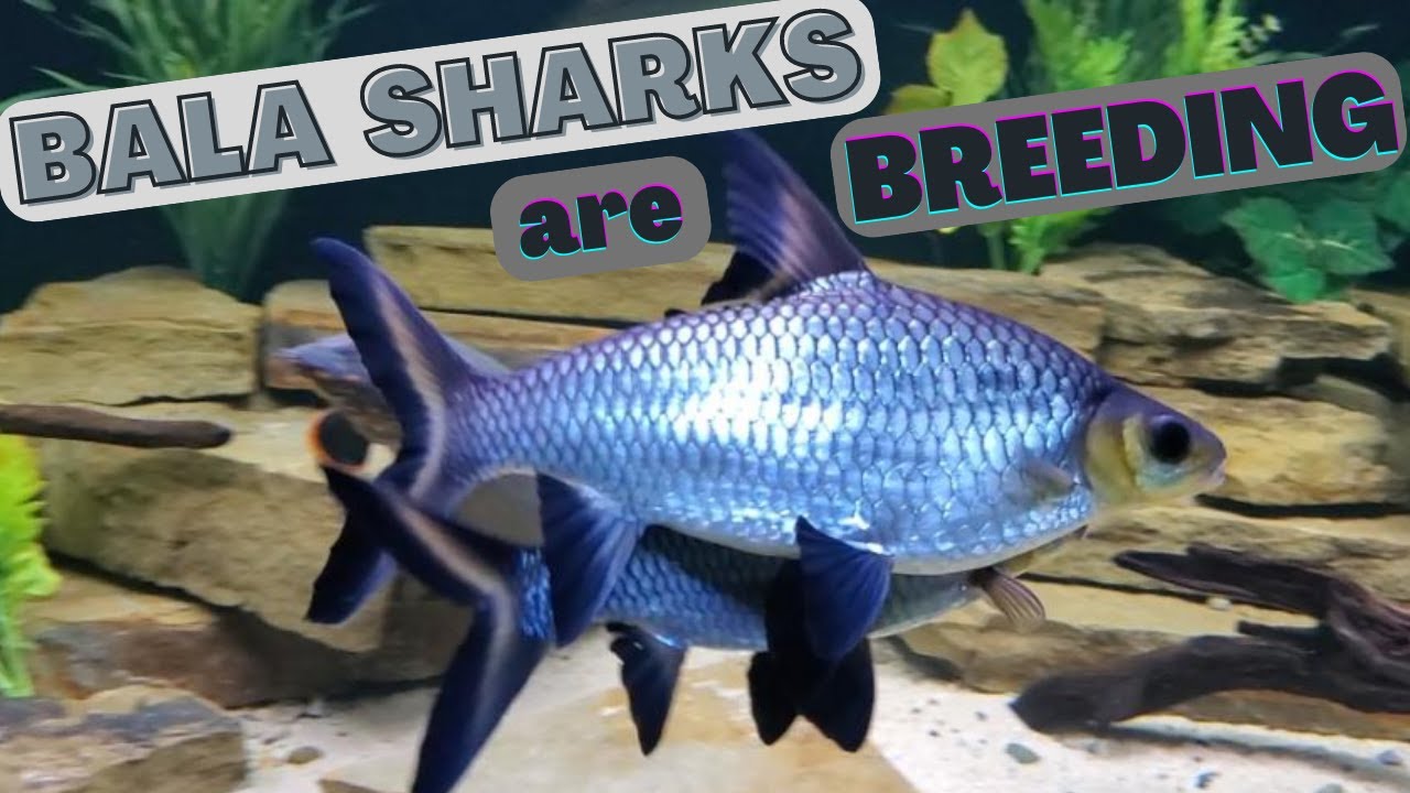 My BALA SHARKS are BREEDING! YouTube