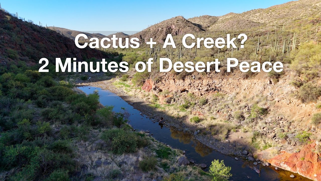 Arizona Desert Magic -- Cactus Blooms, a Creek, and Total Peace