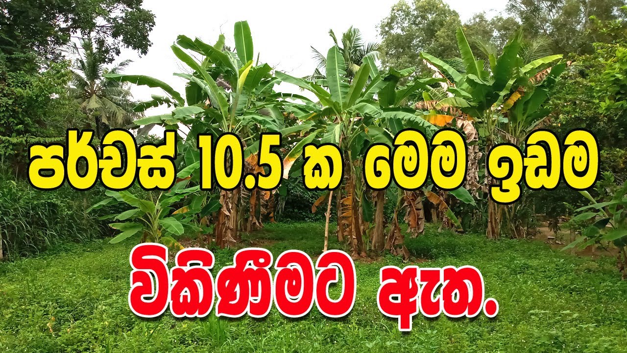 Land sale in Sri Lanka | Land sale in Gampaha District | Land Sale in Kibulapitiya