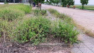 No one cared about the overgrown sidewalk, so I volunteered to clean it up