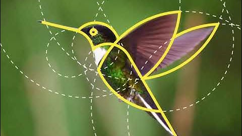 New bird logo design concept | Bird logo | Logo Design Tutorial