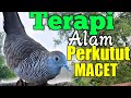 Suara Perkutut Di Alam Saling Sahut Sangat Cocok Untuk Terapi Macet Bunyi Mp3 - Mp4 Download