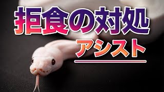 ボールパイソン飼育 拒食と対処の方法 餌やりアシスト ボールパイソン専門店 Deu Reptiles