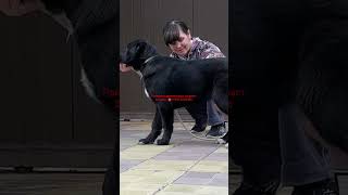 🥰ПРОДАЕТСЯ 🥰 черный щенок алабая - девочка,3,5 мес. от Гранд Чемпиона России+79615337336
