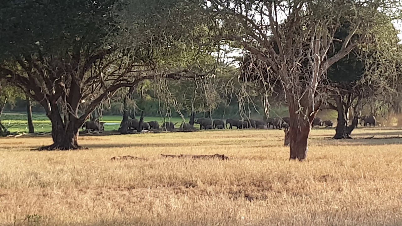 Kenya 2019 - Safari - Taita Hills [4K]