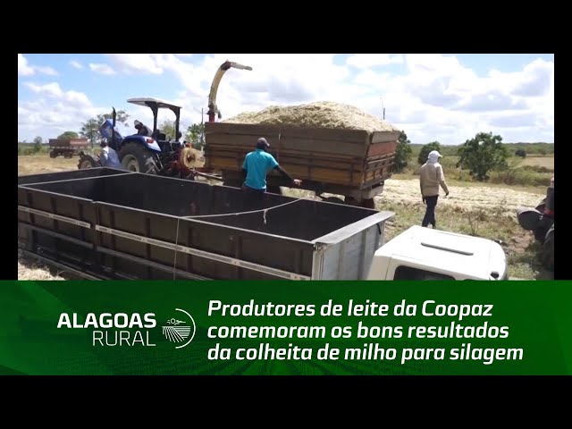 Produtores de leite da Coopaz comemoram os bons resultados da colheita de milho para silagem