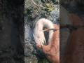 Scerce muddy hole catching by big fish #fish #fishing #reels #video #shorts