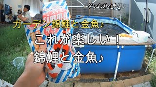 ＃金魚＃錦鯉＃nishikikoi これが趣味の楽しみだね!