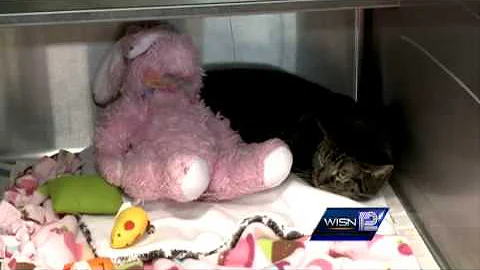 More than 100 cats removed from Waukesha county home