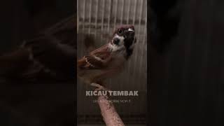 Gereja Tarung Gacor Speed Rapat Dan Jernih shorts