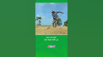 Giá lúa gạo đã tăng trở lại #nongnghiepmientay