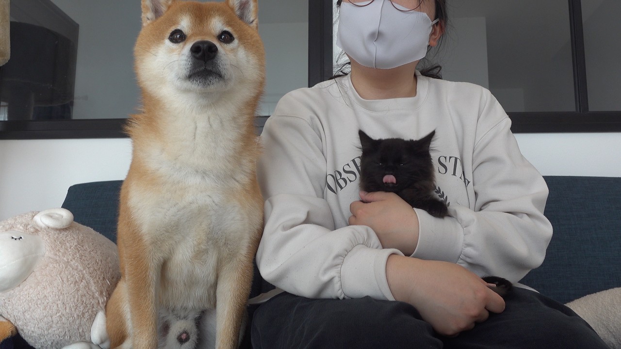 運命の出逢い‥子猫と柴犬が初顔合わせしたら優しすぎる展開に。