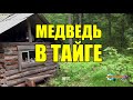 ИЗБУШКА ЛЕСНИКА | МЕДВЕДЬ В ТАЙГЕ | РАССКАЗЫ ПРО МЕДВЕДЕЙ