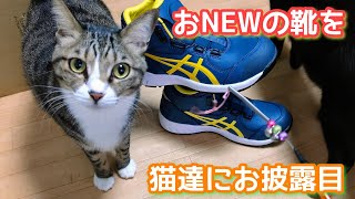 新しい安全靴を猫達にお披露目した結果。 The result of showing new safety shoes to cats.