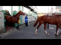 【パカパカ動画】浦和競馬 レース終了後 引き上げてくるお馬さんたち