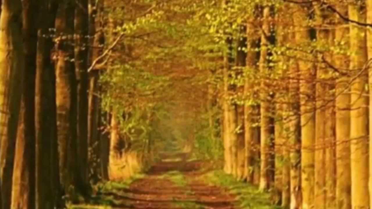 Solanaceae -( Of The Wand & The Moon ) The Swallow's Spirals Through Them camera iphone 8 plus apk