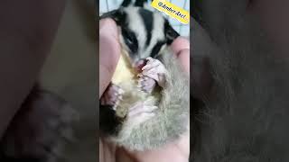 Download Lagu Aku Lelah 😤 #shorts #sugargliders #animals #wildlife MP3