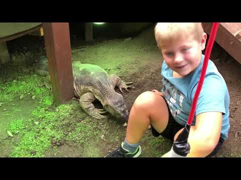 AMAZING VIDEO ! Mason our 7yr old GRANDSON feeding Attila the 3.5yr old 6.5ft MONSTER LIZARD !