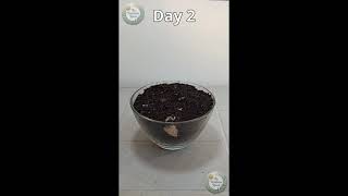 🌱 26-Days Garlic Growing Timelapse | From Clove to Sprout in Stunning Detail! 🧄✨