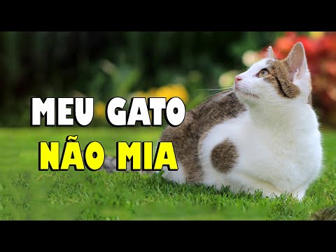Vídeo: Por Que O Gatinho Não Mia