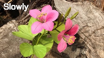 ABC TV | How To Make  Butterfly Tree Paper Flower (Slowly) - Craft Tutorial