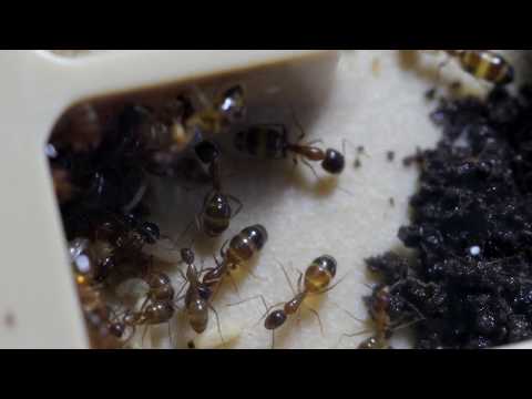 Hidden Video: Carpenter Ants Living in their new Hybrid Nest - Hidden Video: Carpenter Ants Living in their new Hybrid Nest