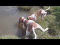 Free walk and swimming of Irish Red and White Setter puppies の動画、YouTube動画。