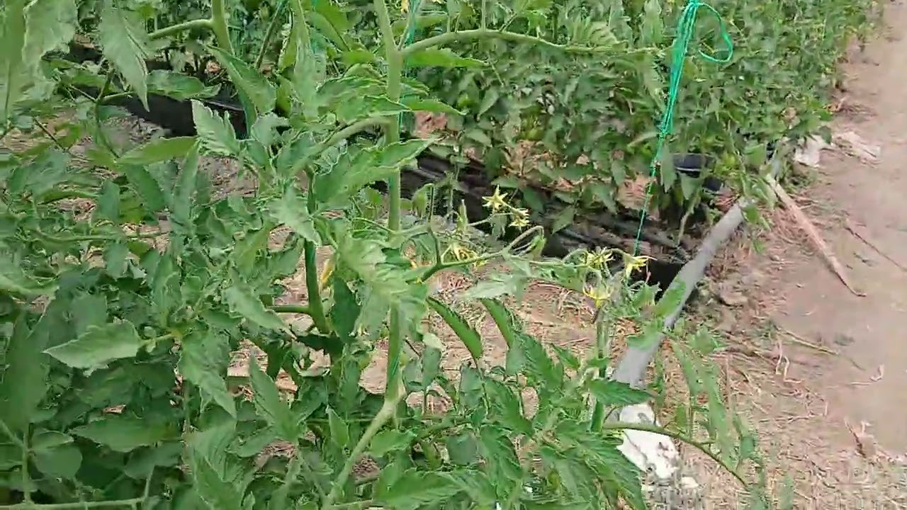 Peróxido de hidrógeno, dosis por litro de agua