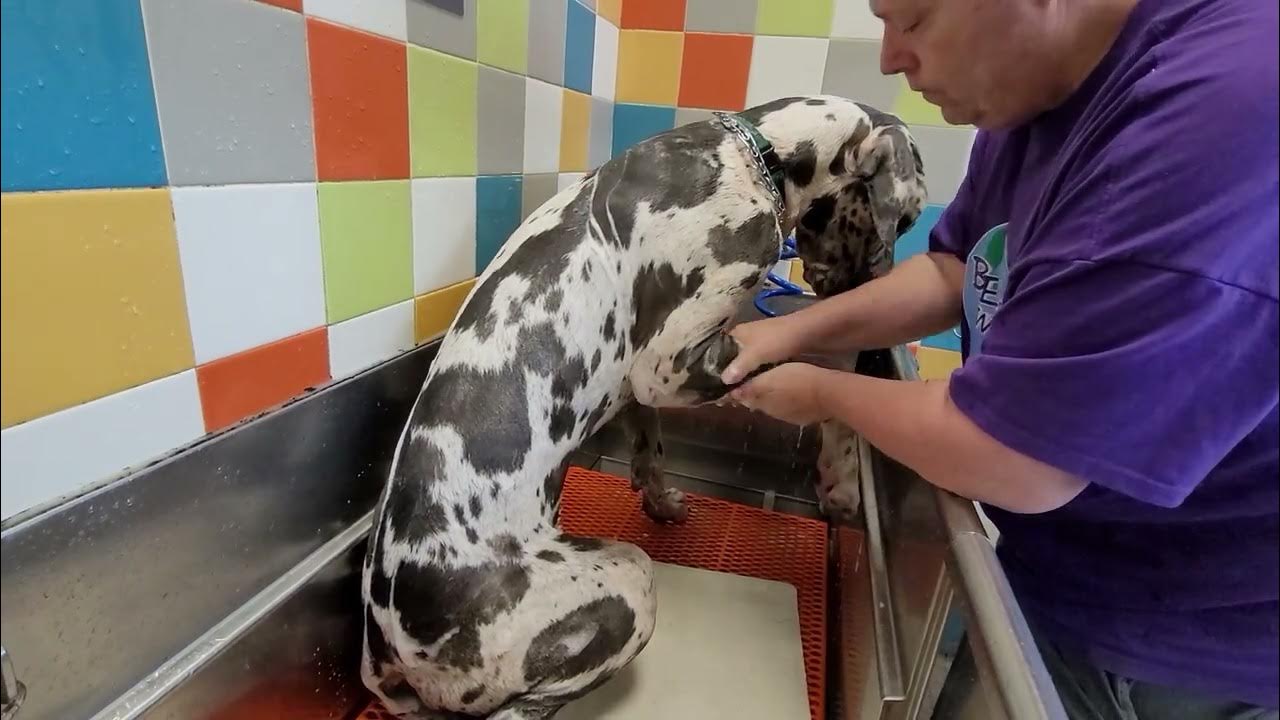 Bath time at Petco YouTube
