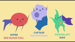 How the Skin Heals Itself