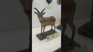Ancient animals or Disappeared animals Antic animals #viral #travel #shortvideo #tranding #love