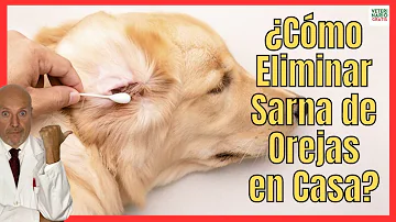 ¿Cómo eliminar los ácaros del oído?