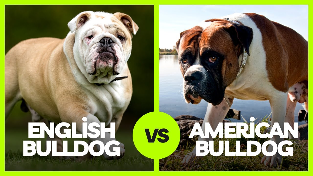 Are American Bulldogs And English Bulldogs The Same