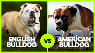 English Bulldog vs American Bulldog: More Fun and Surprising Facts!