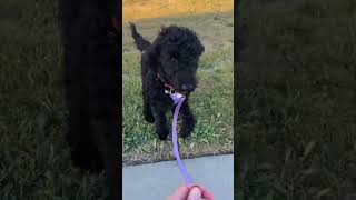 *REAL LIFE* Reactive dog leash tips!