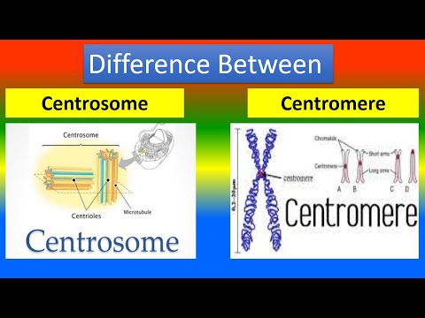 Difference Between Centrosome and Centromere