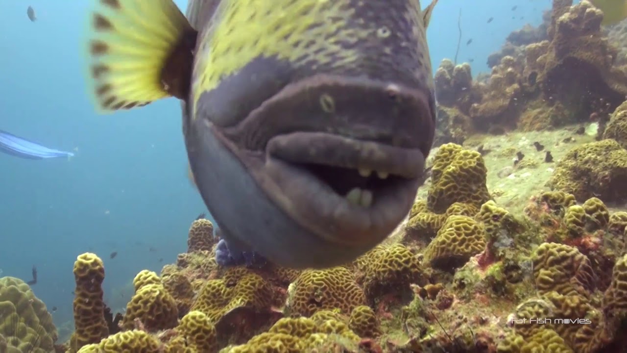 Triggerfish Biting Camera (3)  |  Stock Video For Sale