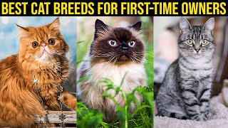 The Best Cat Breeds for FirstTime Owners  Your Comprehensive Guide (Our Preferred Selections)