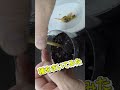 ピーマン 再生栽培　買ってきたピーマンからの再生 #家庭菜園 #再生栽培 #再生栽培 #料理 #料理動画