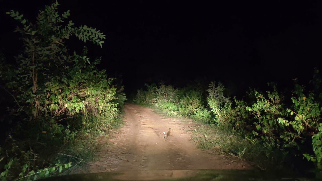 Eurasian thick knee bird making up a brilliant Night Safari