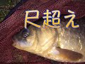 田んぼの水路で尺鮒！？　フナ釣り