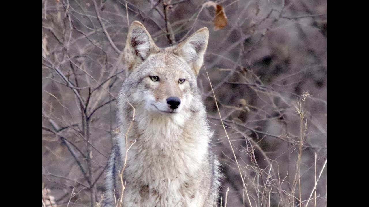Coyote Serenade YouTube